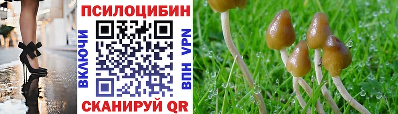 Галлюциногенные грибы Psilocybe  Новозыбков 